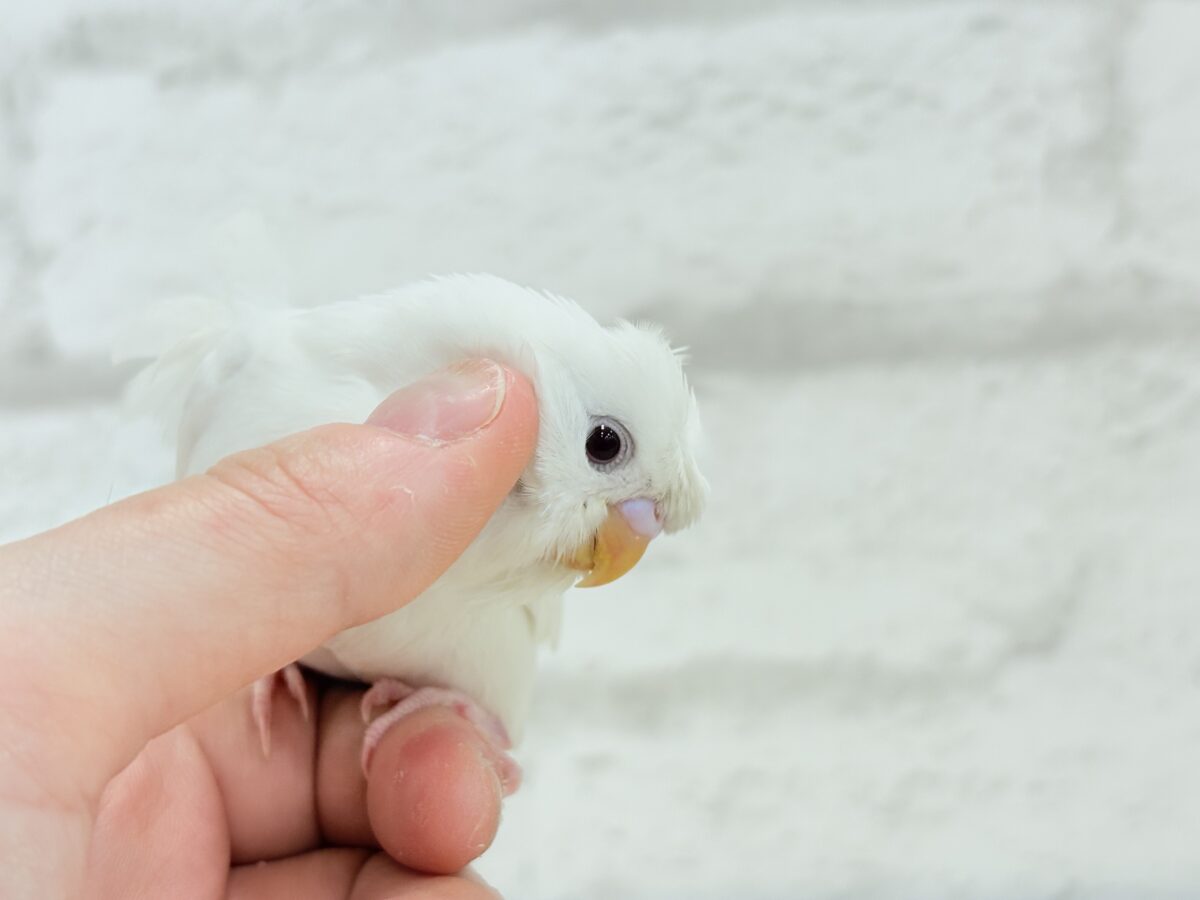 梵天セキセイインコ