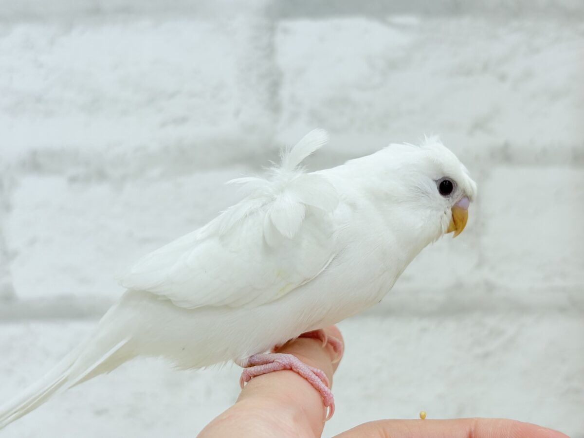 梵天セキセイインコ