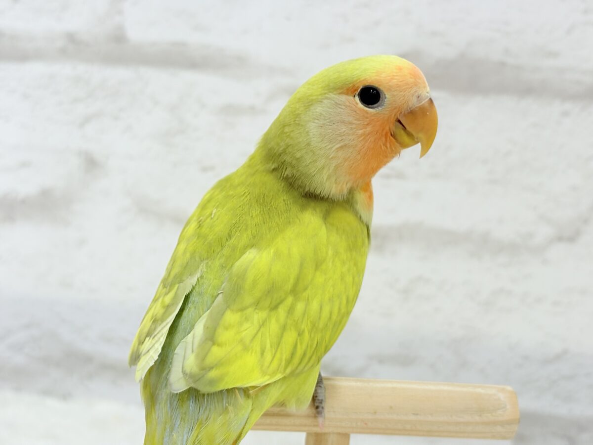 コザクラインコ（小桜インコ）