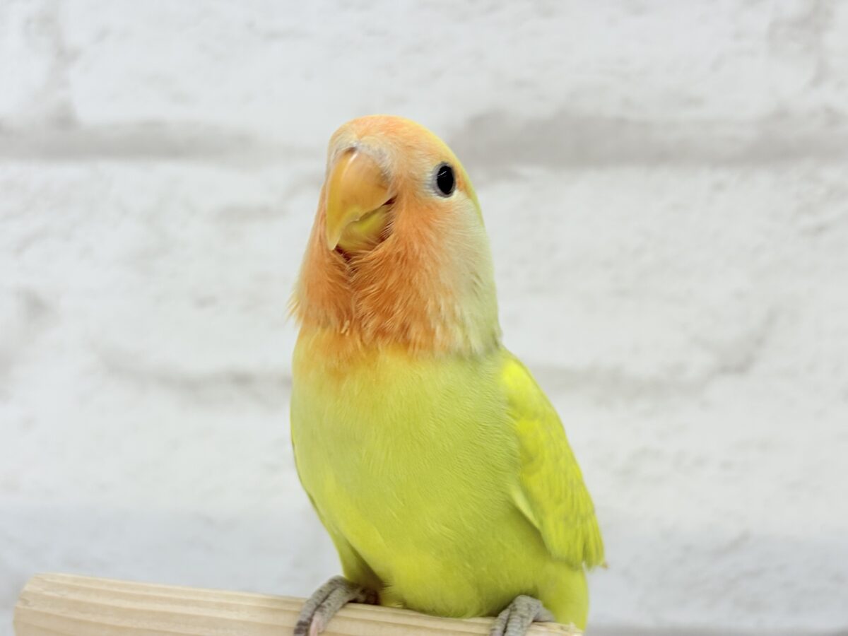 【最新画像更新🪄】わくわくの詰め合わせ🐣🎁💕コザクラインコ ヒナ コザクラインコ(小桜インコ)