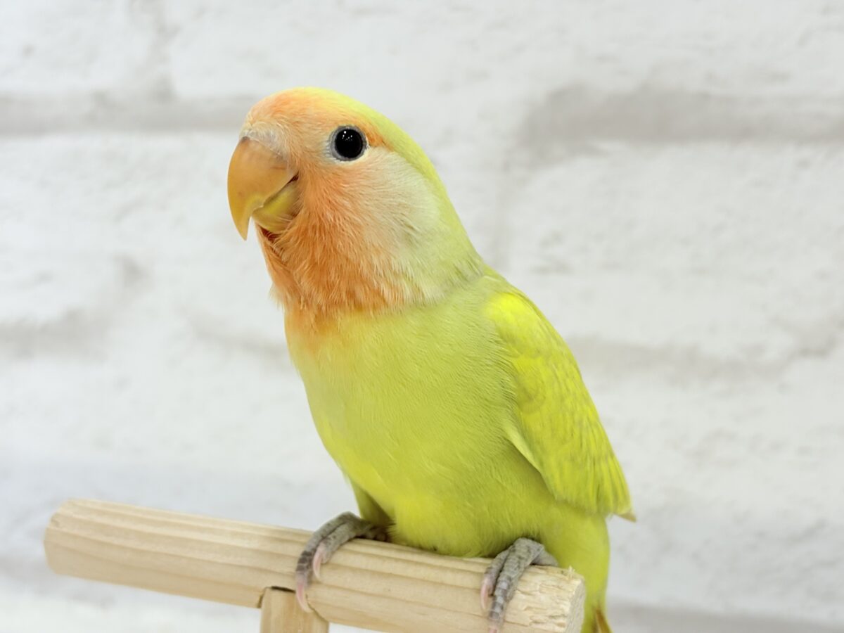 【最新画像更新🪄】わくわくの詰め合わせ🐣🎁💕コザクラインコ ヒナ コザクラインコ(小桜インコ)