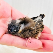 ふわふわな綿毛のツノ〜🫎キンカ鳥の雛が入舎しています！