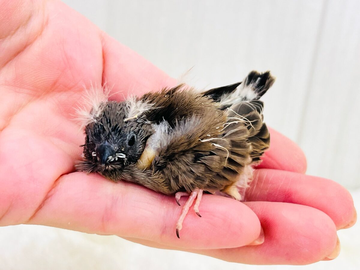 ふわふわな綿毛のツノ〜🫎キンカ鳥の雛が入舎しています！