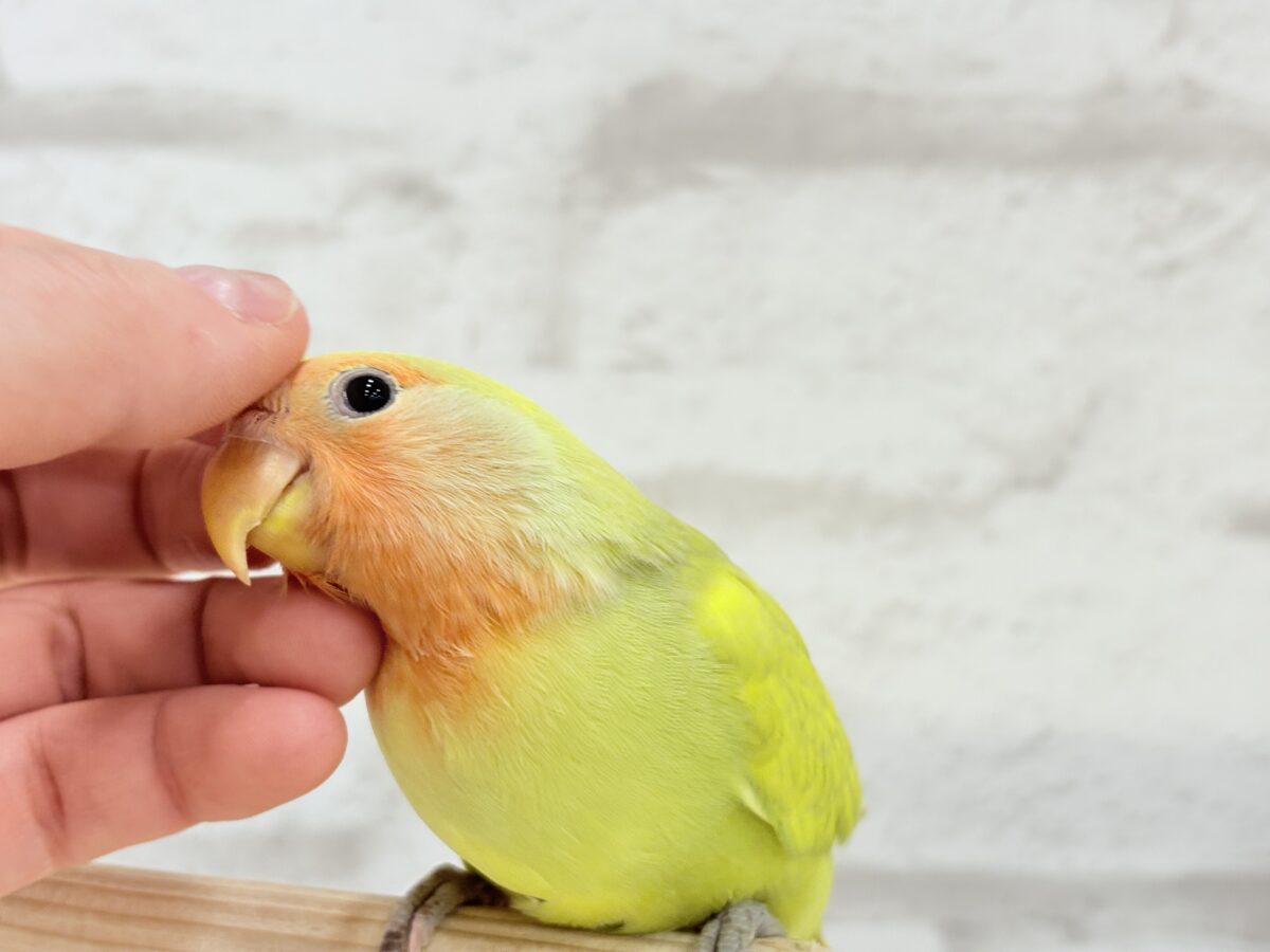 コザクラインコ（小桜インコ）