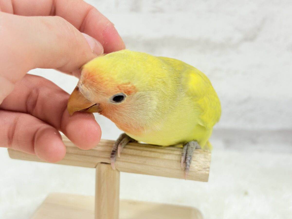 コザクラインコ（小桜インコ）
