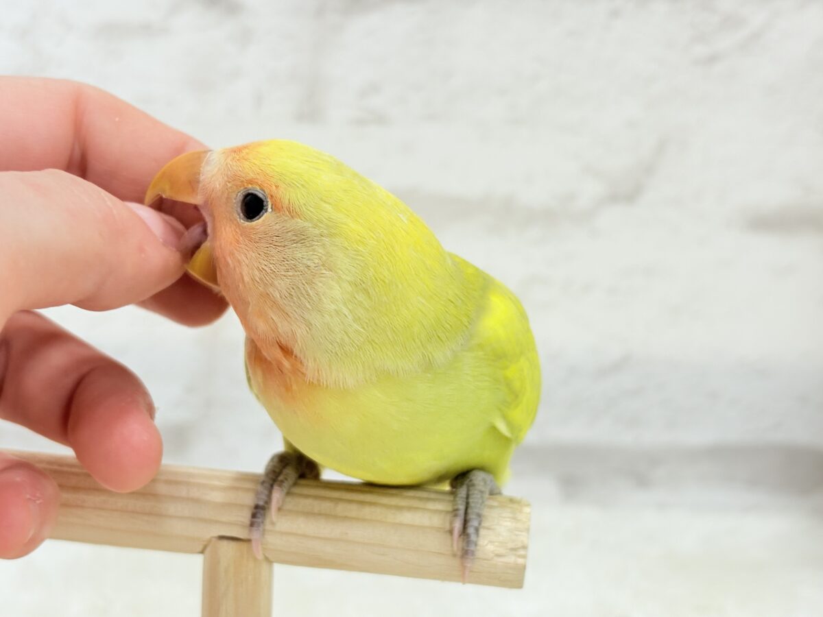 コザクラインコ（小桜インコ）