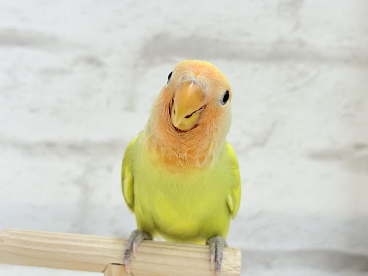 【最新画像更新🪄】わくわくの詰め合わせ🐣🎁💕コザクラインコ ヒナ コザクラインコ(小桜インコ)