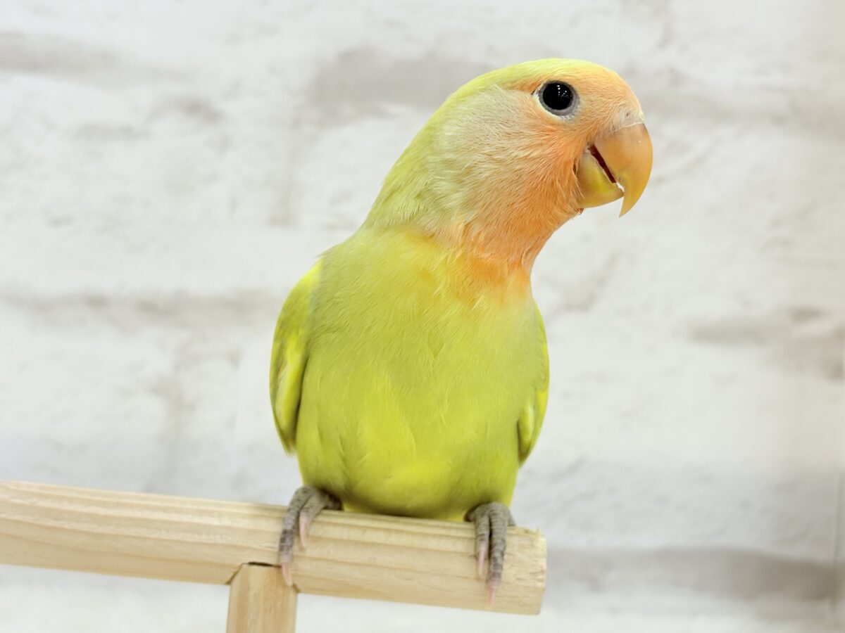【最新画像更新🪄】わくわくの詰め合わせ🐣🎁💕コザクラインコ ヒナ コザクラインコ(小桜インコ)