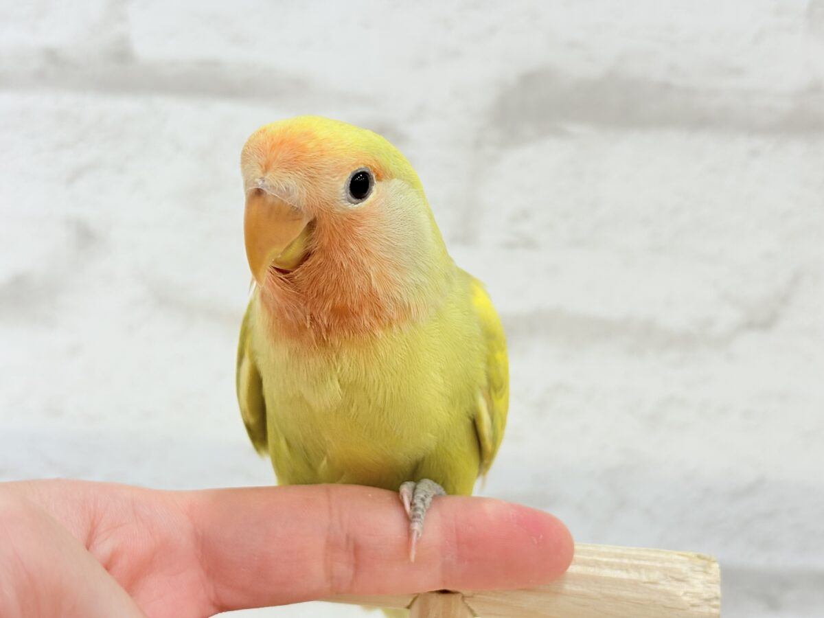 コザクラインコ（小桜インコ）