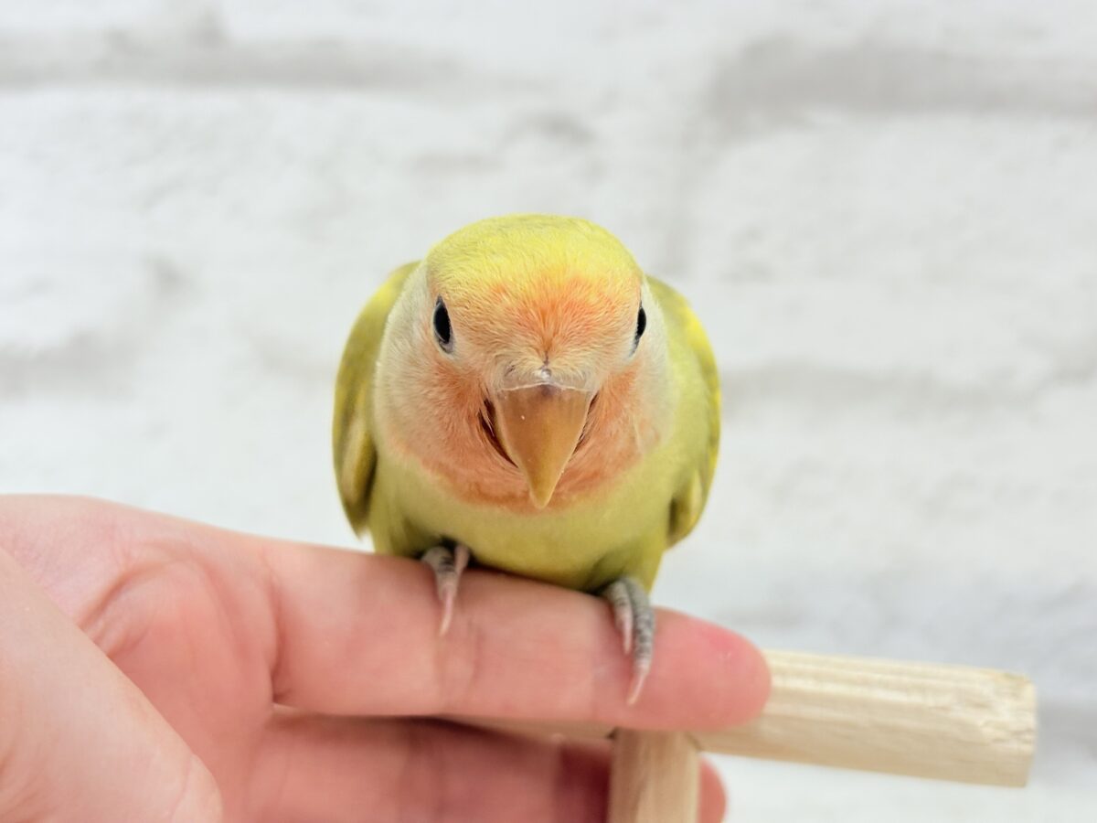 【最新画像更新🪄】わくわくの詰め合わせ🐣🎁💕コザクラインコ ヒナ コザクラインコ(小桜インコ)