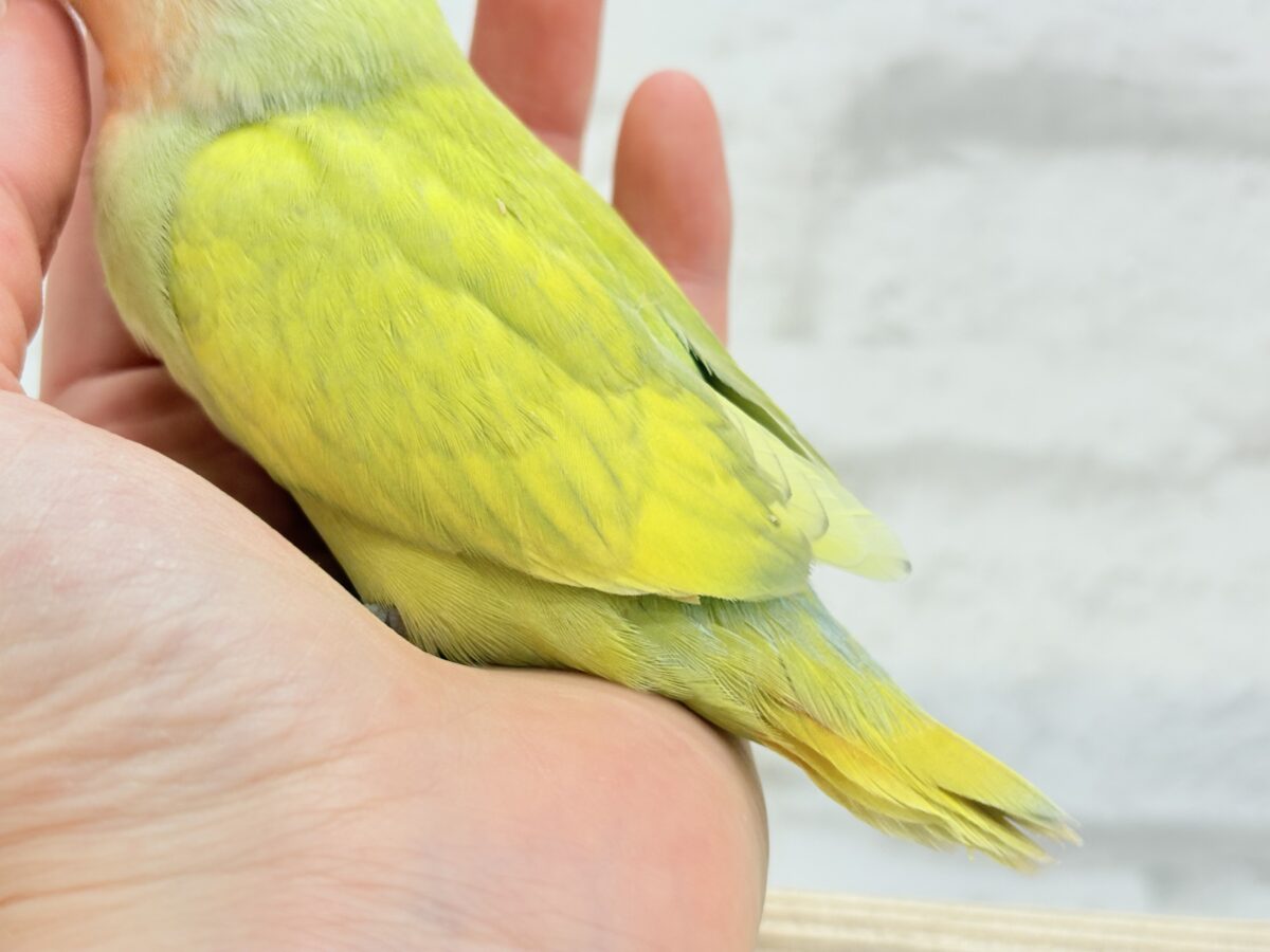 コザクラインコ（小桜インコ）