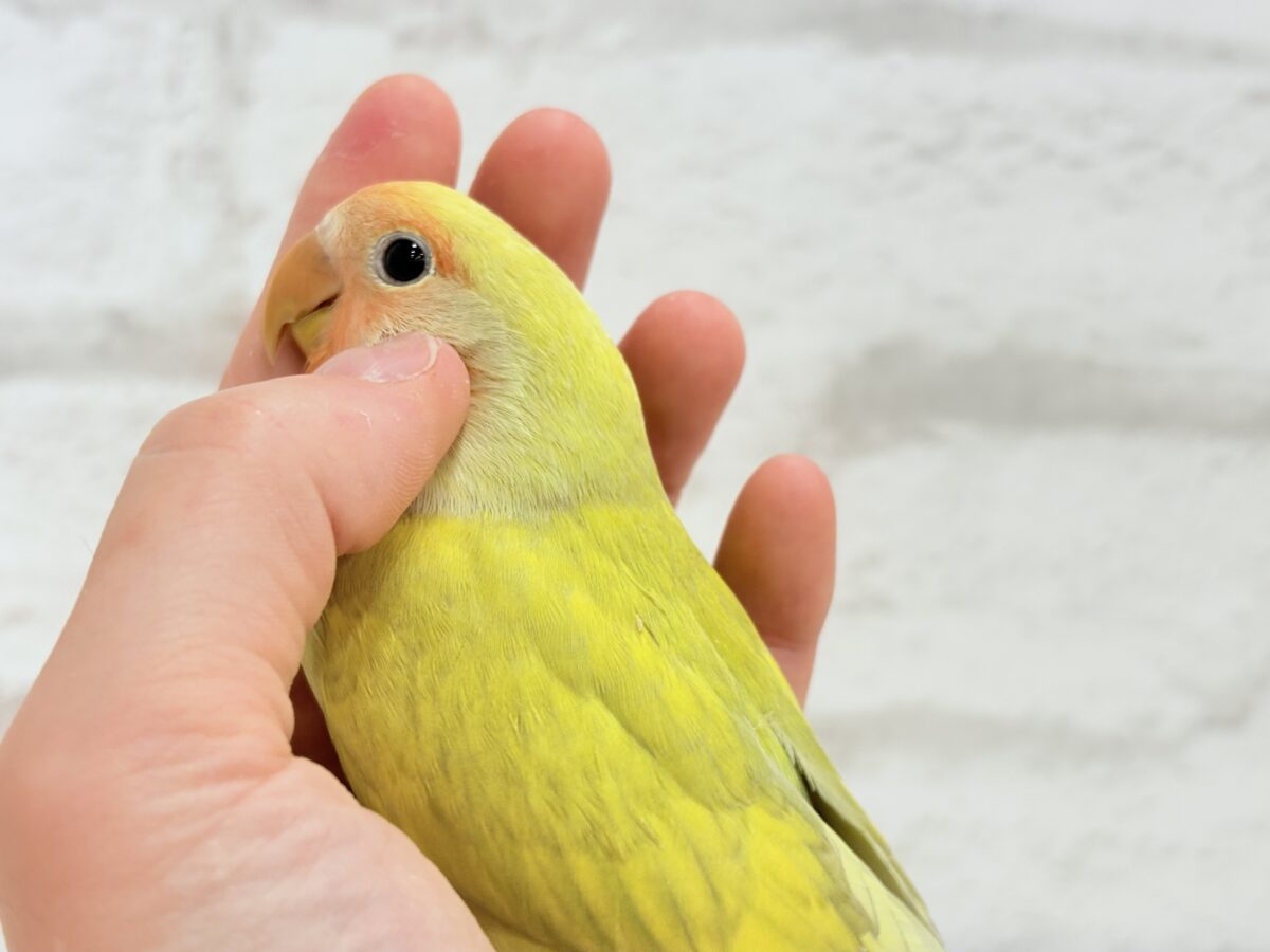 コザクラインコ（小桜インコ）