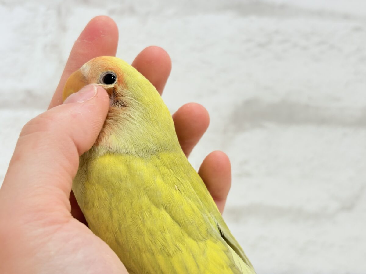 コザクラインコ（小桜インコ）