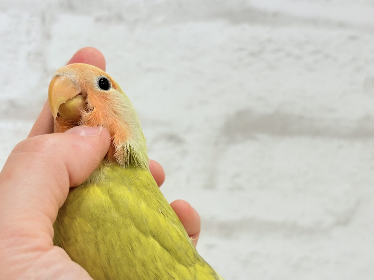 【最新画像更新🪄】わくわくの詰め合わせ🐣🎁💕コザクラインコ ヒナ コザクラインコ(小桜インコ)