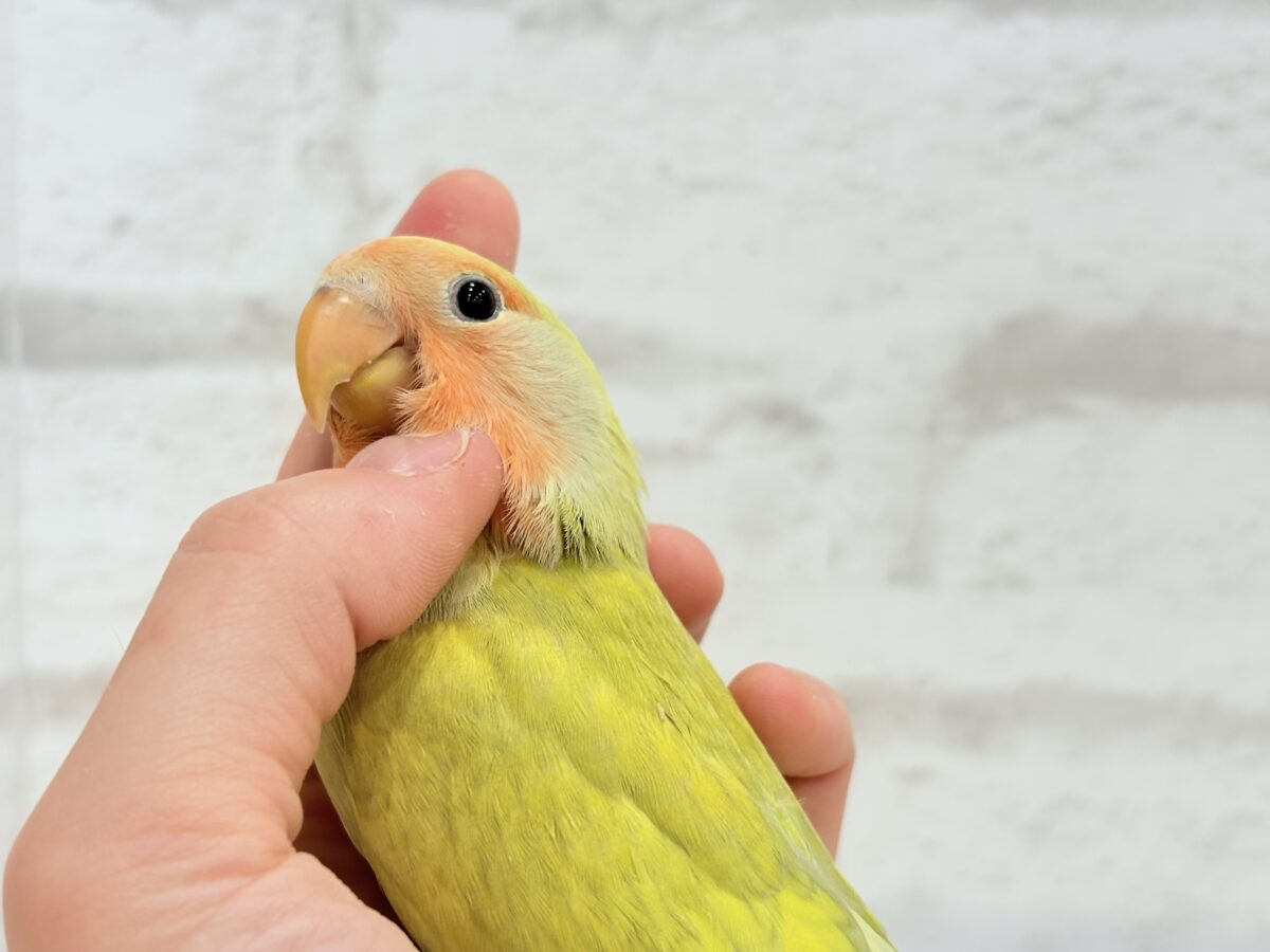コザクラインコ（小桜インコ）