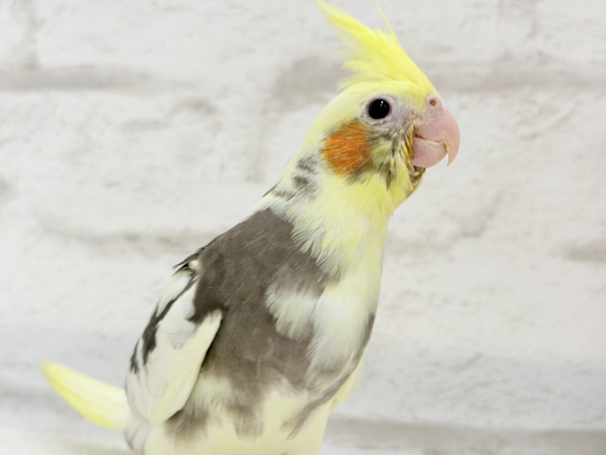 オカメインコ