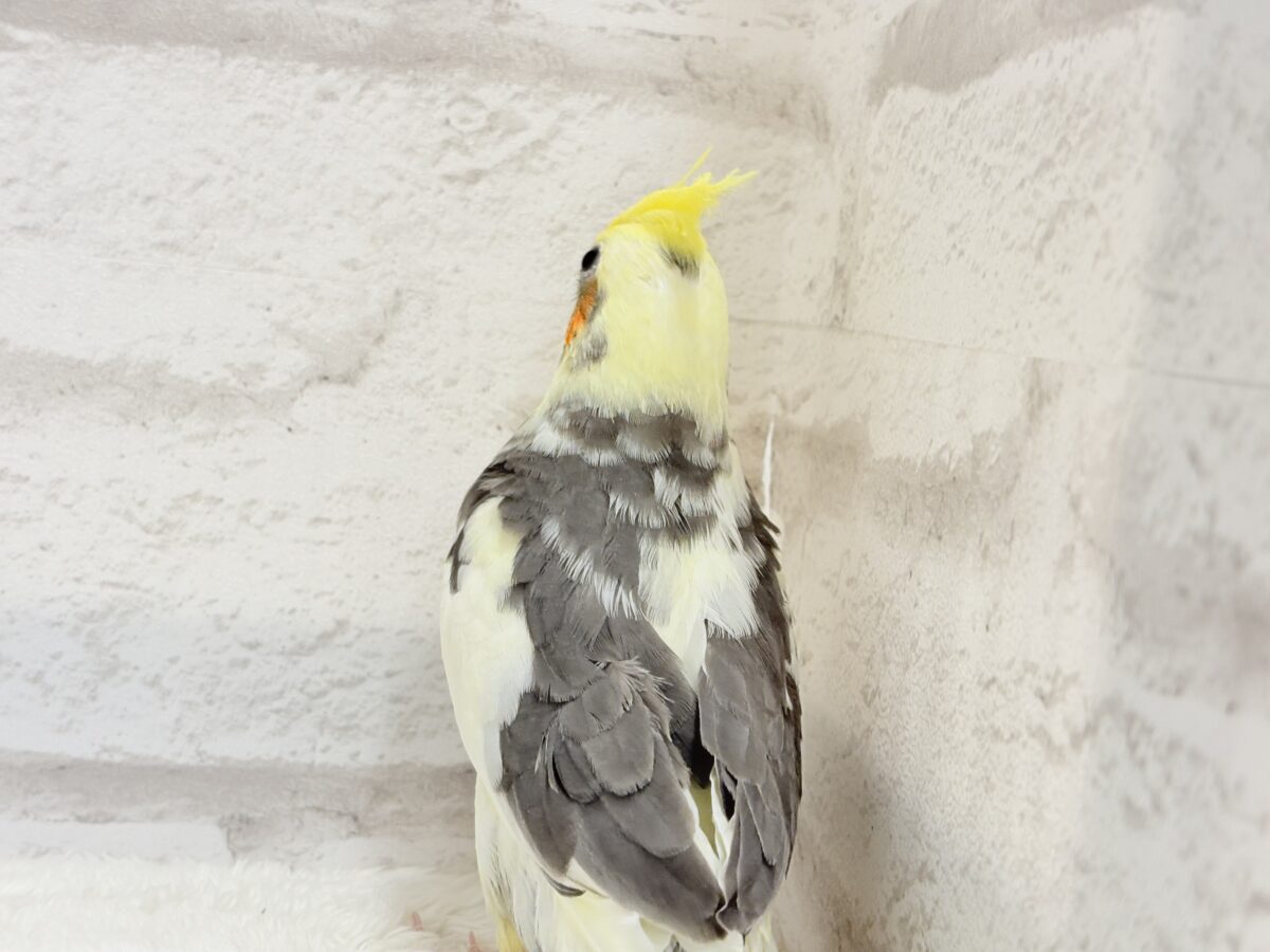 オカメインコ