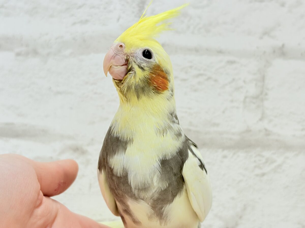 オカメインコ