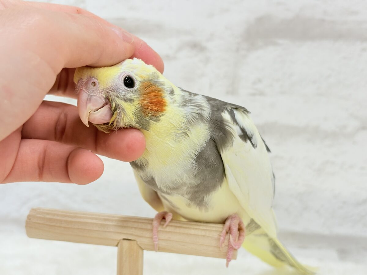 オカメインコ