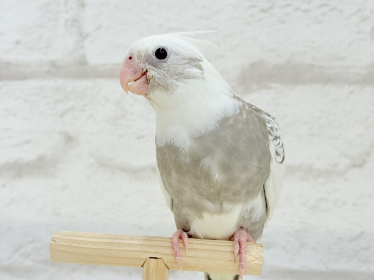 オカメインコ