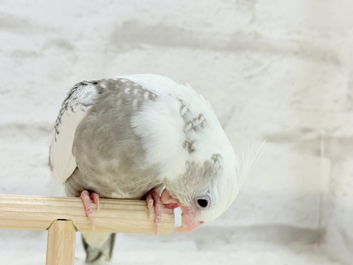 オカメインコ