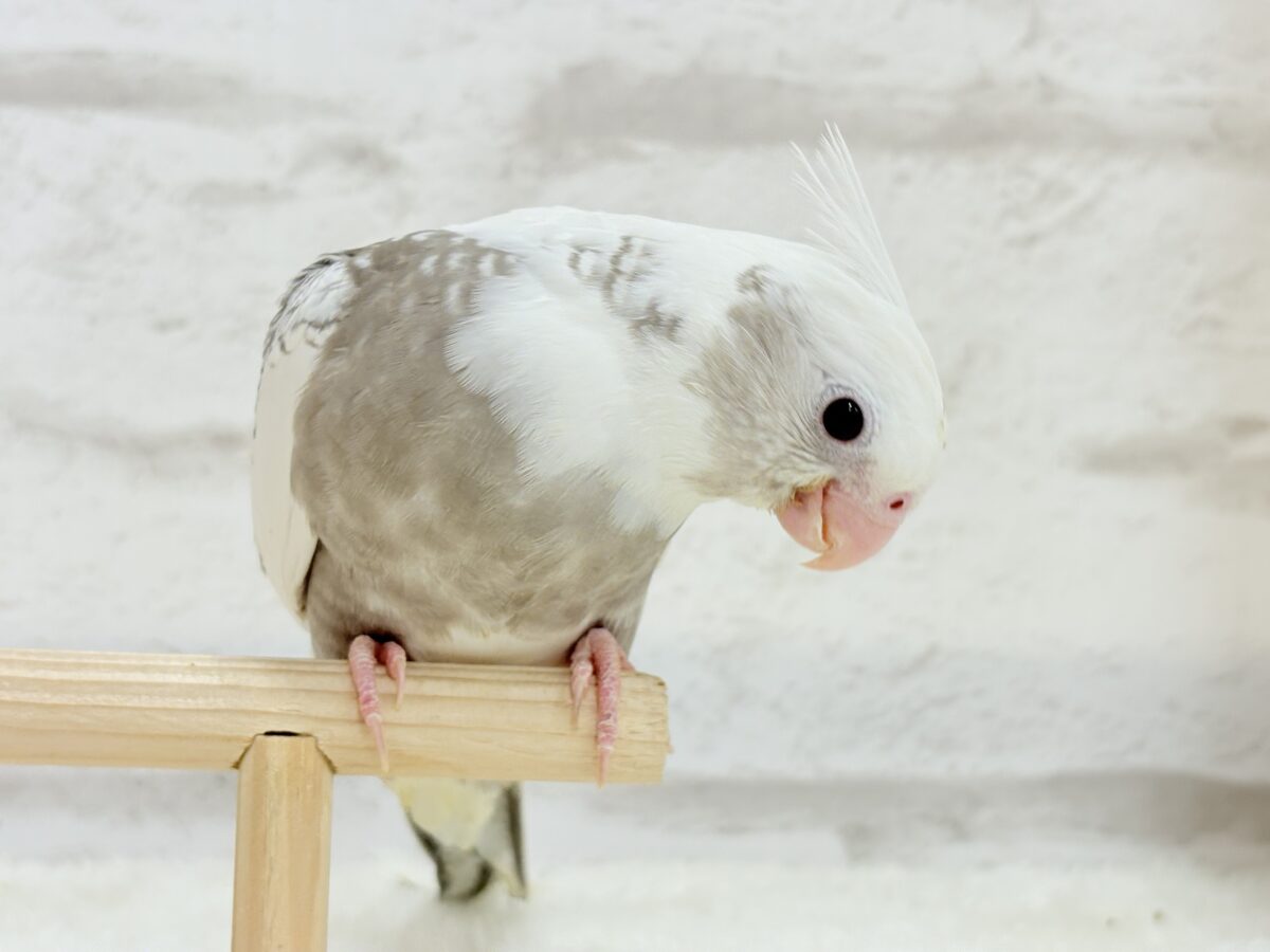 オカメインコ