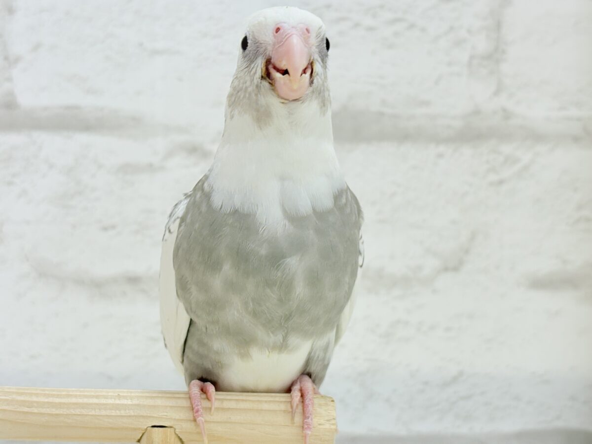 オカメインコ