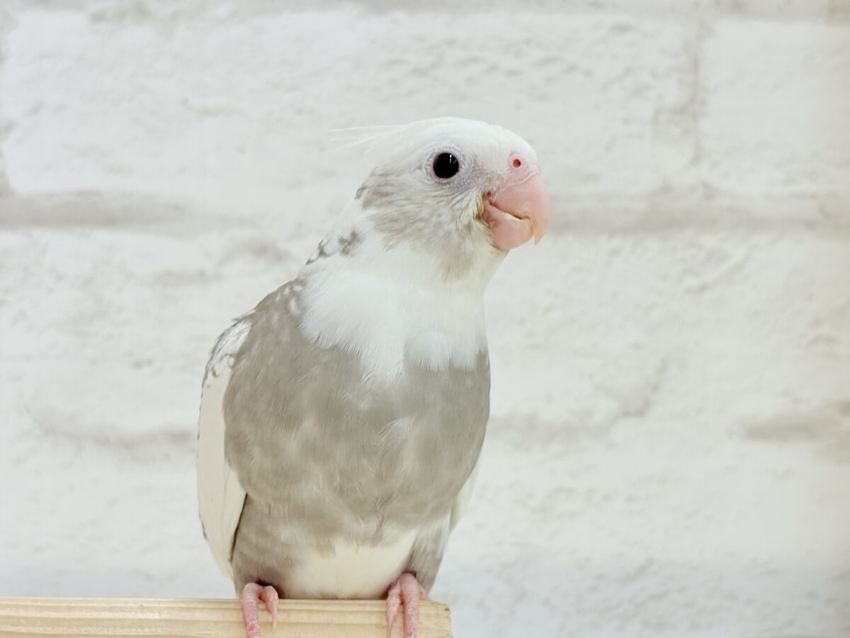 オカメインコ