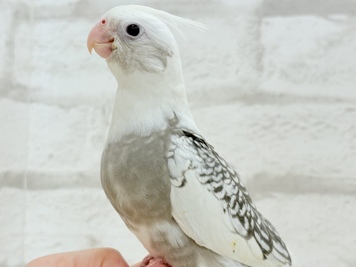 オカメインコ