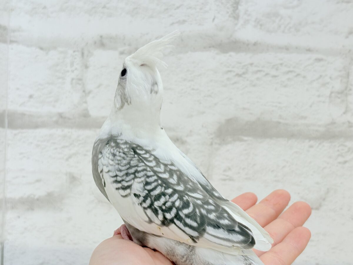 オカメインコ