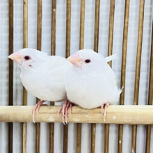 激レア✨アルビノ十姉妹のペアが入舎しました！
