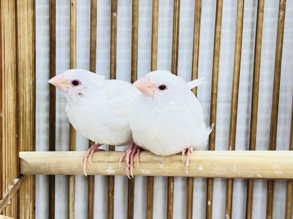 激レア✨アルビノ十姉妹のペアが入舎しました！