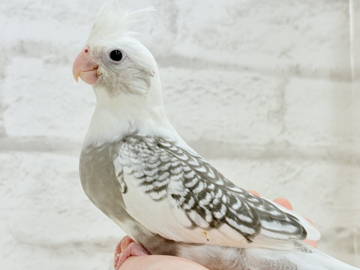 オカメインコ