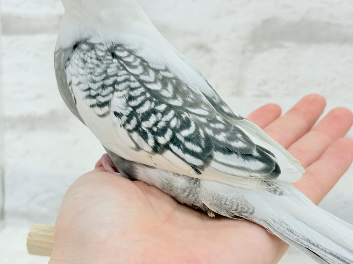 オカメインコ