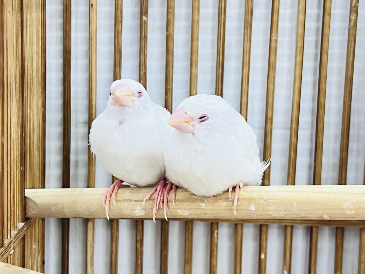 十姉妹（ジュウシマツ）