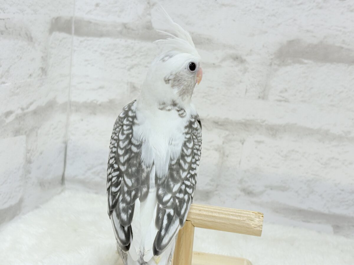 オカメインコ