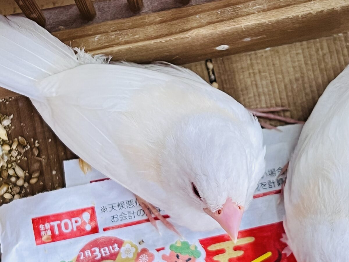 十姉妹（ジュウシマツ）