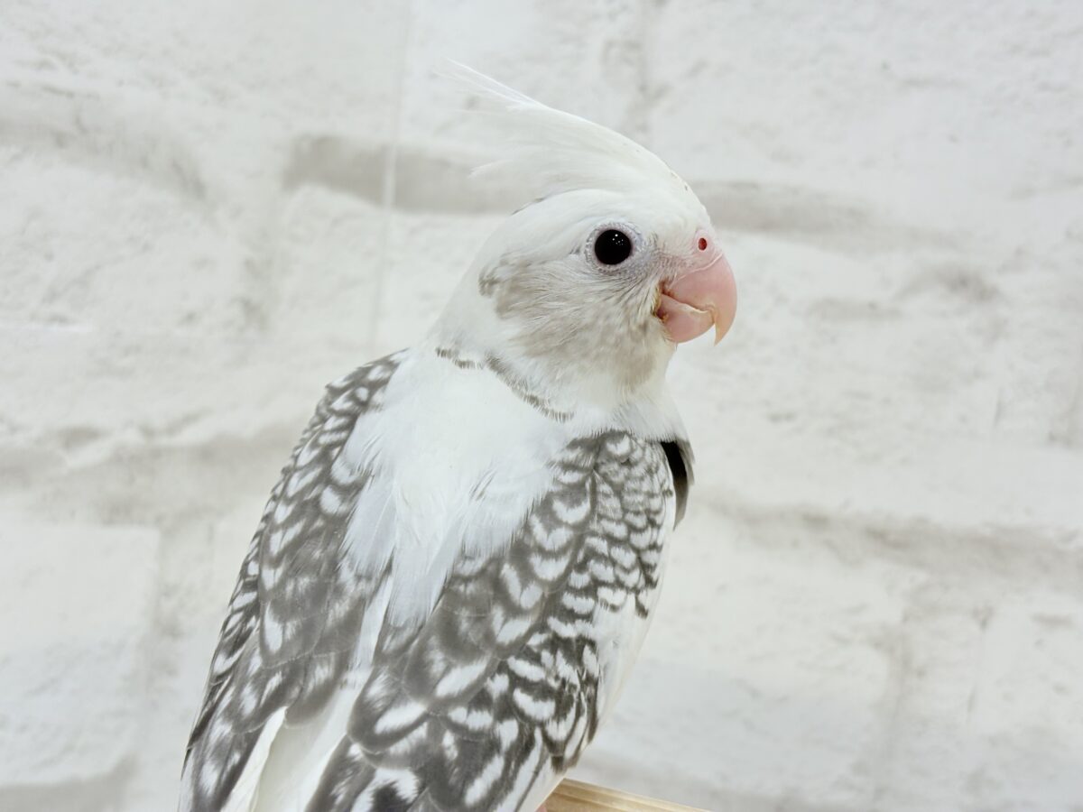 オカメインコ