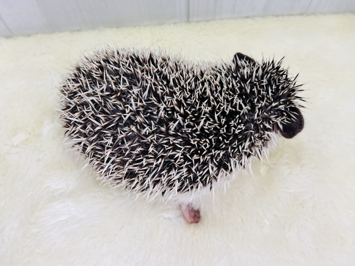 ハリネズミ（ヨツユビハリネズミ）