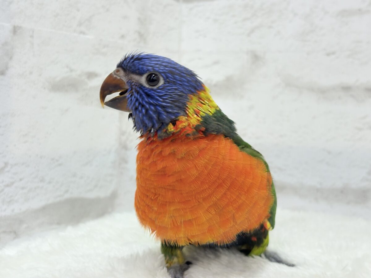 ゴシキセイガイインコ