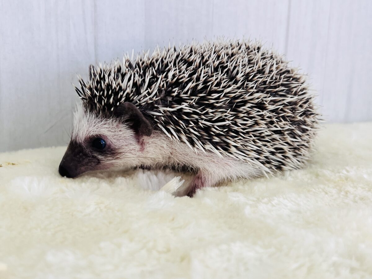 ハリネズミ（ヨツユビハリネズミ）