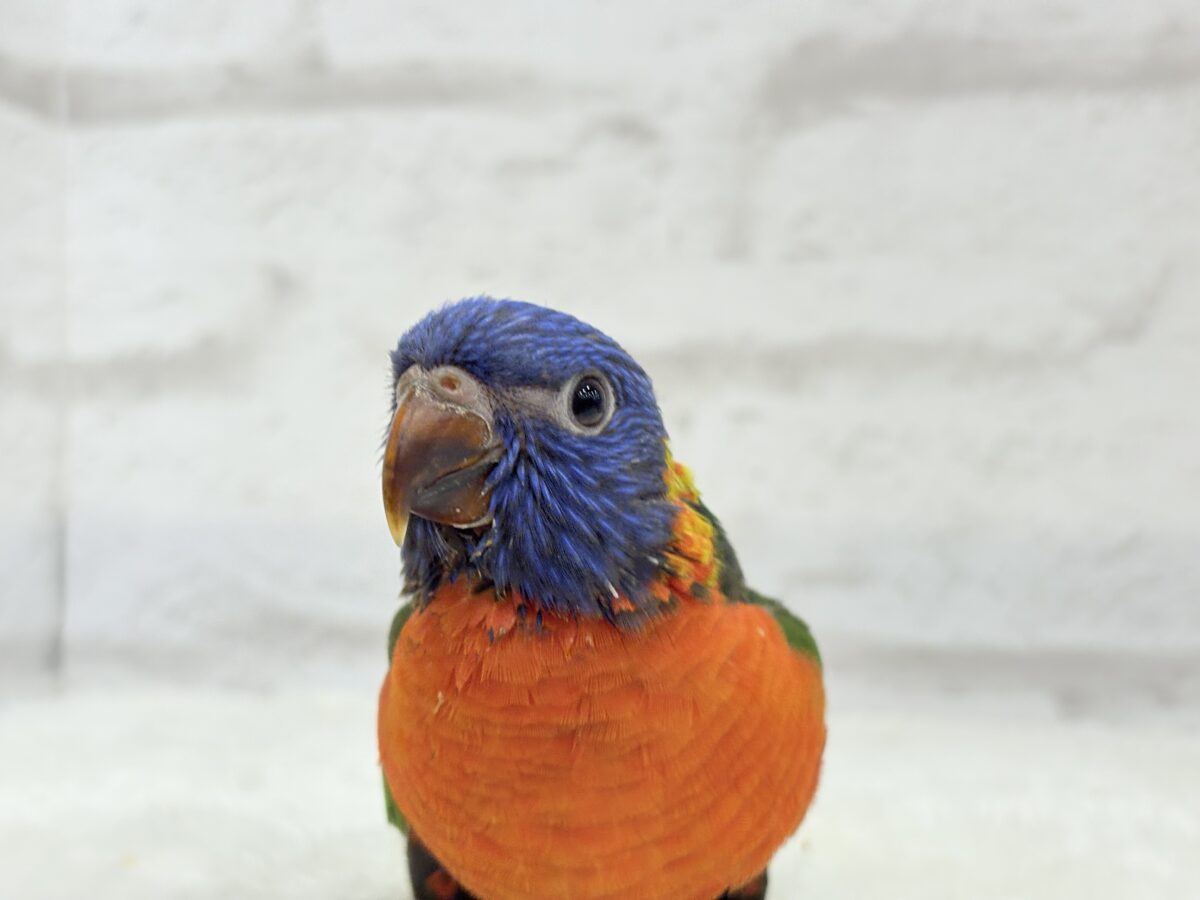 ゴシキセイガイインコ