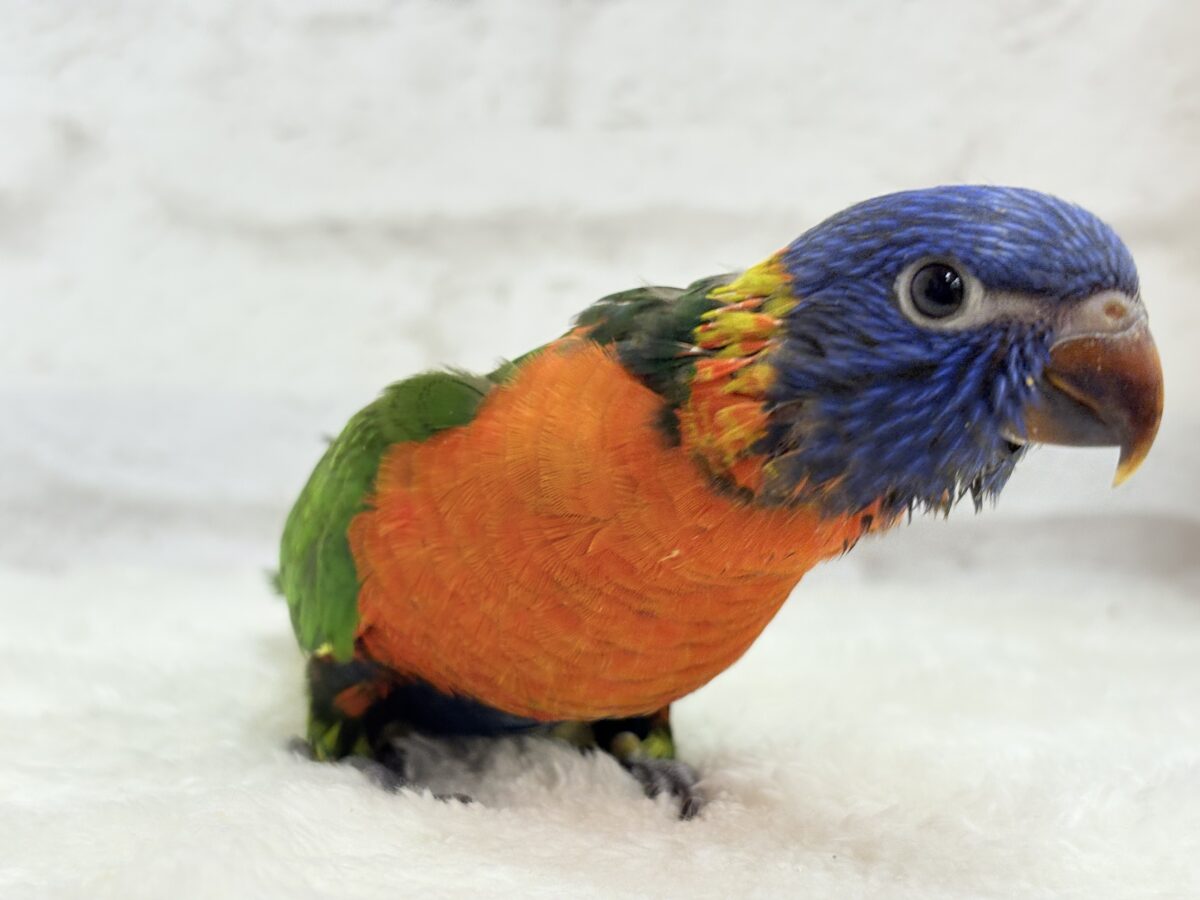 ゴシキセイガイインコ