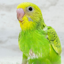 【最新画像更新🪄】新緑カラー🌿💚セキセイインコ(スパングル) ヒナ