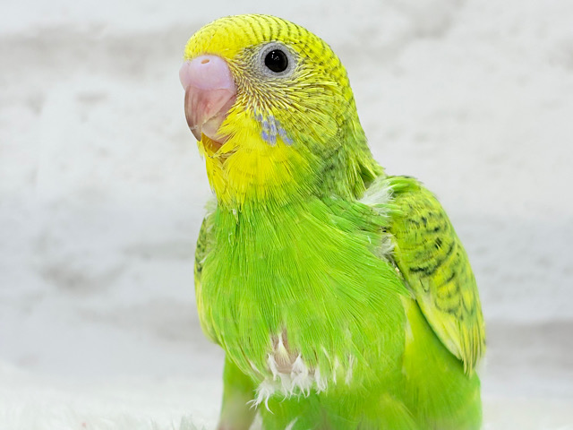 【最新画像更新🪄】新緑カラー🌿💚セキセイインコ(スパングル) ヒナ