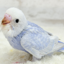 【最新画像更新🪄】目が合ったらイチコロです🐣🫟セキセイインコ(スパングル) ヒナ