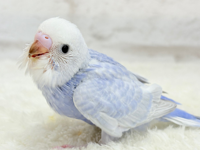 【最新画像更新🪄】目が合ったらイチコロです🐣🫟セキセイインコ(スパングル) ヒナ