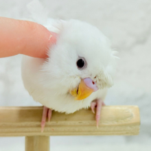 【最新画像更新🪄】1度見たら忘れられない🐣🌀🤍梵天セキセイインコ(アルビノ) ヒナ