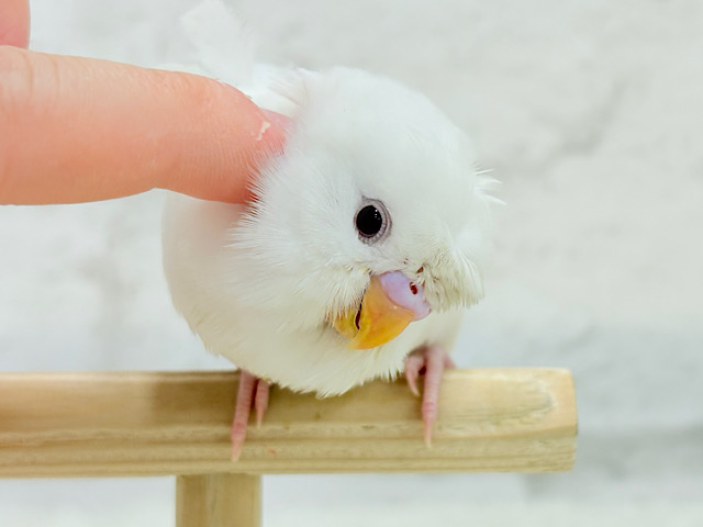 【最新画像・動画更新🪄もうすぐひとり餌‪☆】1度見たら忘れられない🐣🌀🤍梵天セキセイインコ(アルビノ) ヒナ