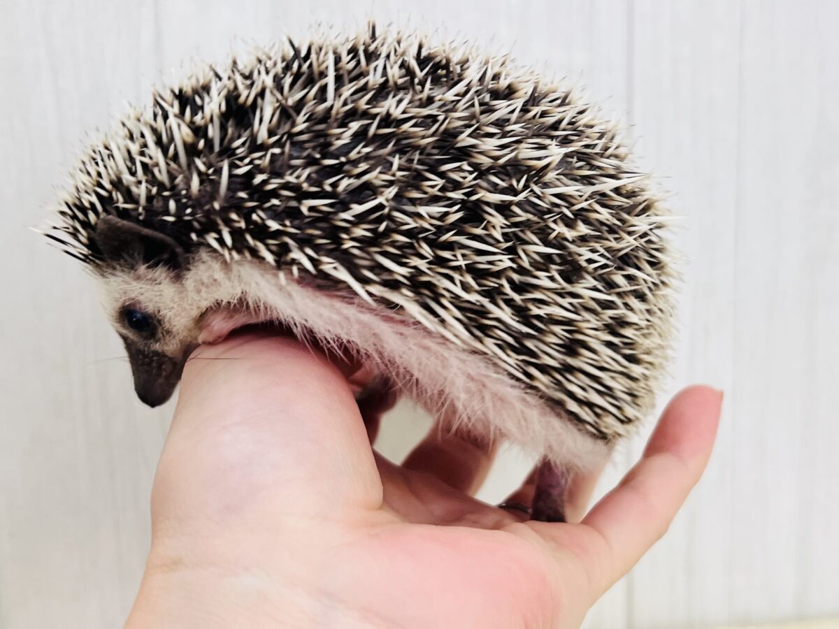 ハリネズミ（ヨツユビハリネズミ）